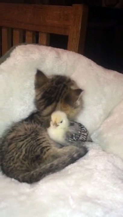 Un chaton fait la toilette d'un poussin