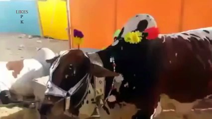 Cow very well Trained For qurbani