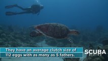 Loggerhead Sea Turtle: 3 Fun Facts