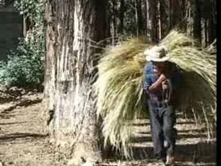 Laphia, histoire d'un exemple