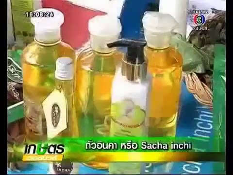 ถั่วอินคา หรือ Sacha inshi เกษตร Hotnews ช่อง 3