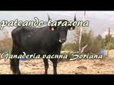 Ganaderia vacuna Soriana