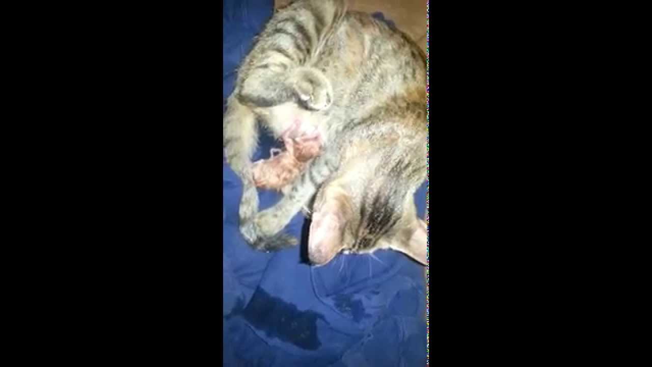 Lola lind te parin :D