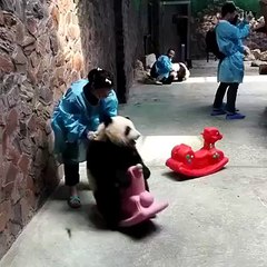 Panda Playing in Zoo !!! So cute