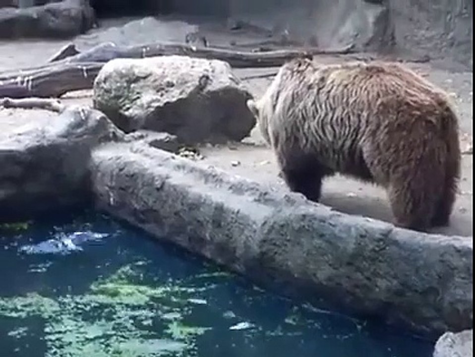 Brown Bear saved a Crow in Zoo