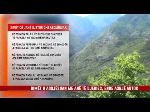 BLUTË E SHKODRËS, ASGJËSOJNË MBI 7 MIJË RRËNJË KANABIS