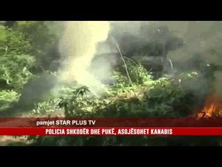 POLICIA SHKODËR DHE PUKË, ASGJËSOHET KANABIS