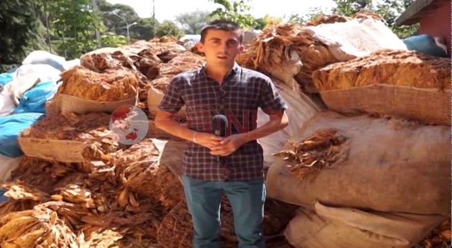 Shkodër, Në mungesë të magazinës duhani i sekuestruar lihet në mes të rrugës
