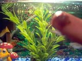 Finger-feeding pet fish - Zebra Danios, Guppy, Harlequin Fish