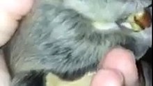 Biscuits the flying squirrel vs pecan