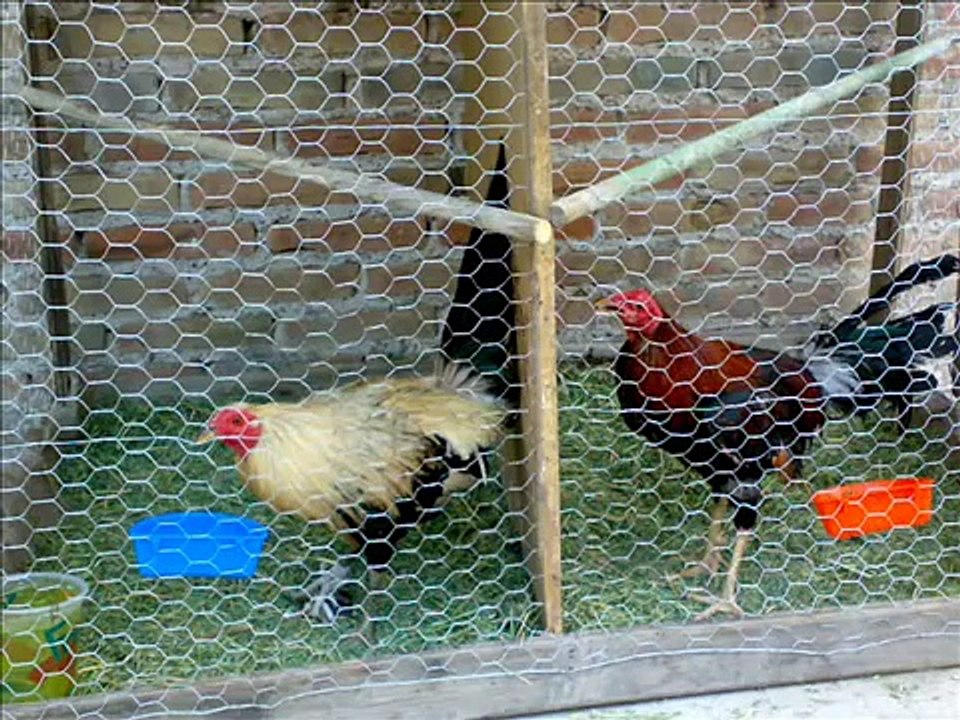 Los tigres del norte El rengo del gallo giro video Dailymotion