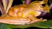 World's Weirdest Frogs! 5 Weird Animal Facts - Ep. 30 : AnimalBytesTV