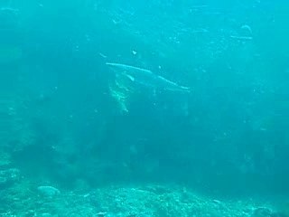 Requins pointe blanche