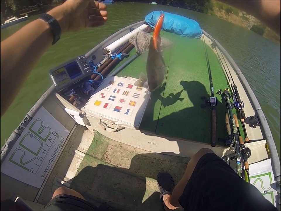 Sandre et perche au Spintail Shad de Daiwa