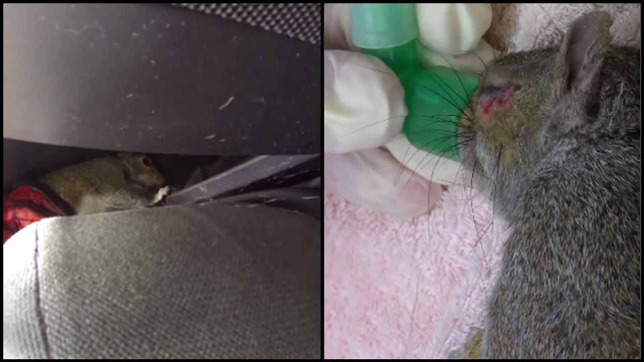 SUV Squirrely Stowaway