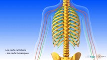 Système nerveux central et système nerveux périphérique