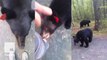 Hiker has extremely close encounter with 2 black bears