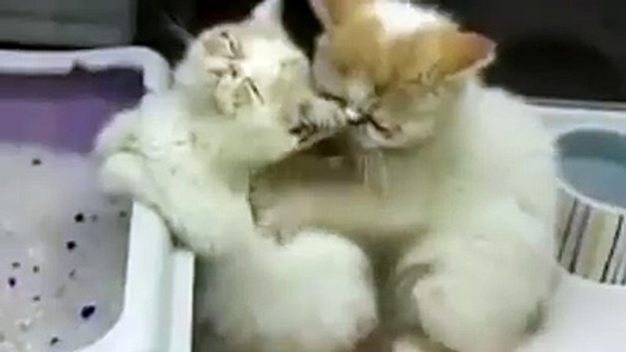 Gatitos dandose un masaje