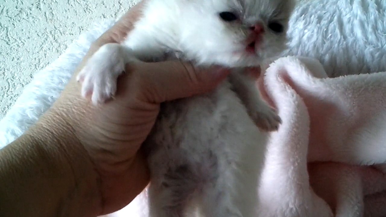 Elevage des Laines Blanches