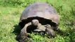 Giant Galapagos Tortoise Collapses into Shell
