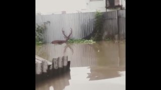 Hirsch rettet sich aus überschwemmtem Zoo