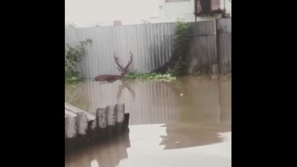 Hirsch rettet sich aus überschwemmtem Zoo