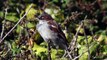 BTO Bird ID - Common sparrows & Reed Bunting