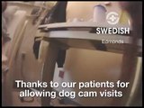 Dog cam #12 Swedish/Edmonds Therapy Pup