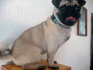 Beaultiful Pug Dog!