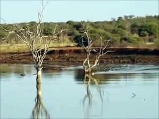 Impala Attacked and Killed by  Wild Dogs - Madikwe Private Game Reserve 2/29/2012