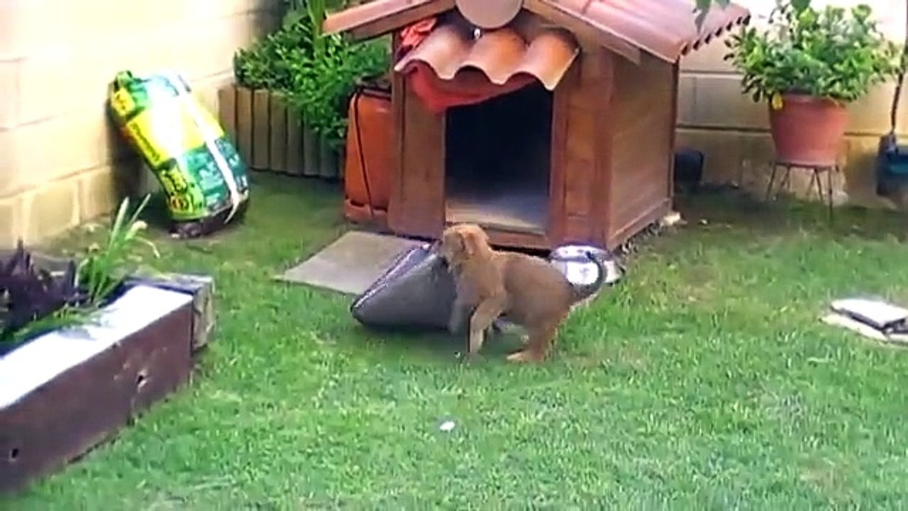 Cruce de rottweiler y pastor aleman .DARKO. 1.5 meses.