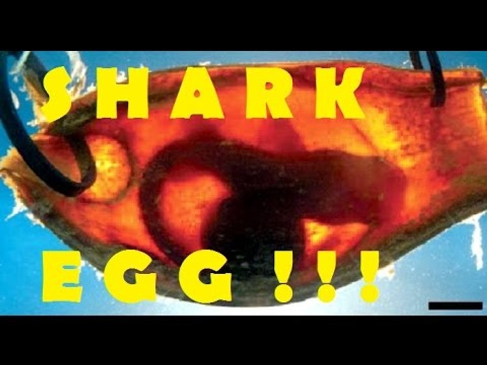 ✨Transparent SHARK Eggs✨