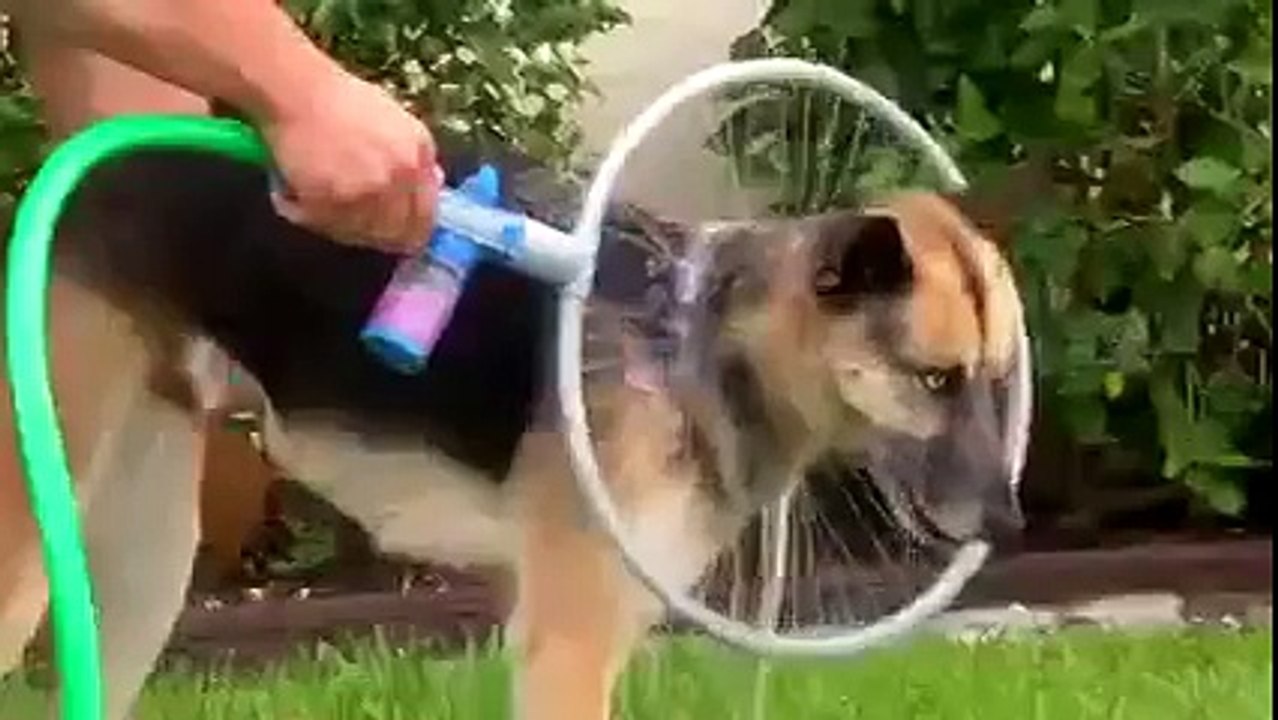 Да это же мечта любого владельца собаки