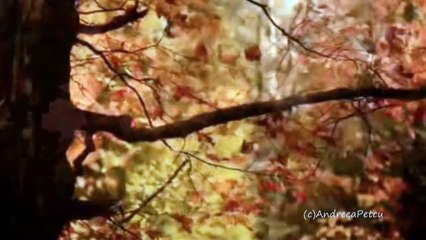 OMAR AKRAM - Surrender