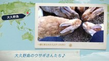大久野島 うさぎ島 ウサギ島 動画