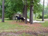 Charlie - 11 year old TWH gelding registered  Tennessee Walking Horse