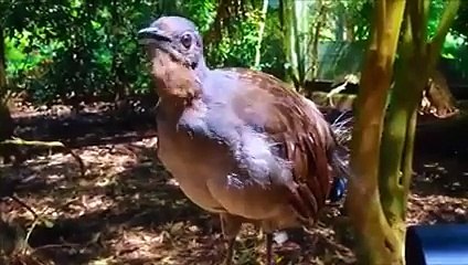 Bird who takes out all kinds of sound