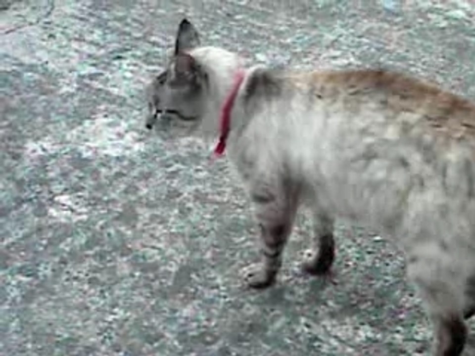 Chat