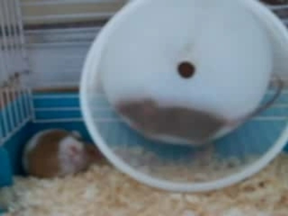 souris