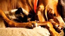 Funny Cats and Dogs Sleeping Compilation 2014 Hilarious Sleeping Cat and Dog ✔ 2