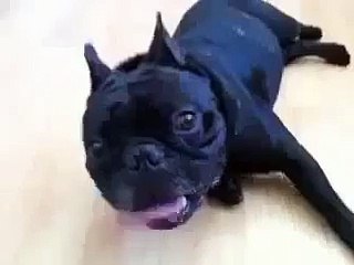 Rolantide çalışan köpek komik