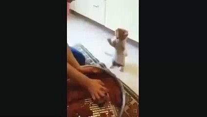 sahibine cig köfte  komutu veren kedi