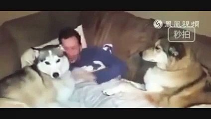 sahibini kıskanan köpek izleyin