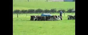 Feeding calves in paddock - New Zealand Dairy Farm