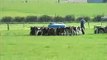 Feeding calves in paddock - New Zealand Dairy Farm