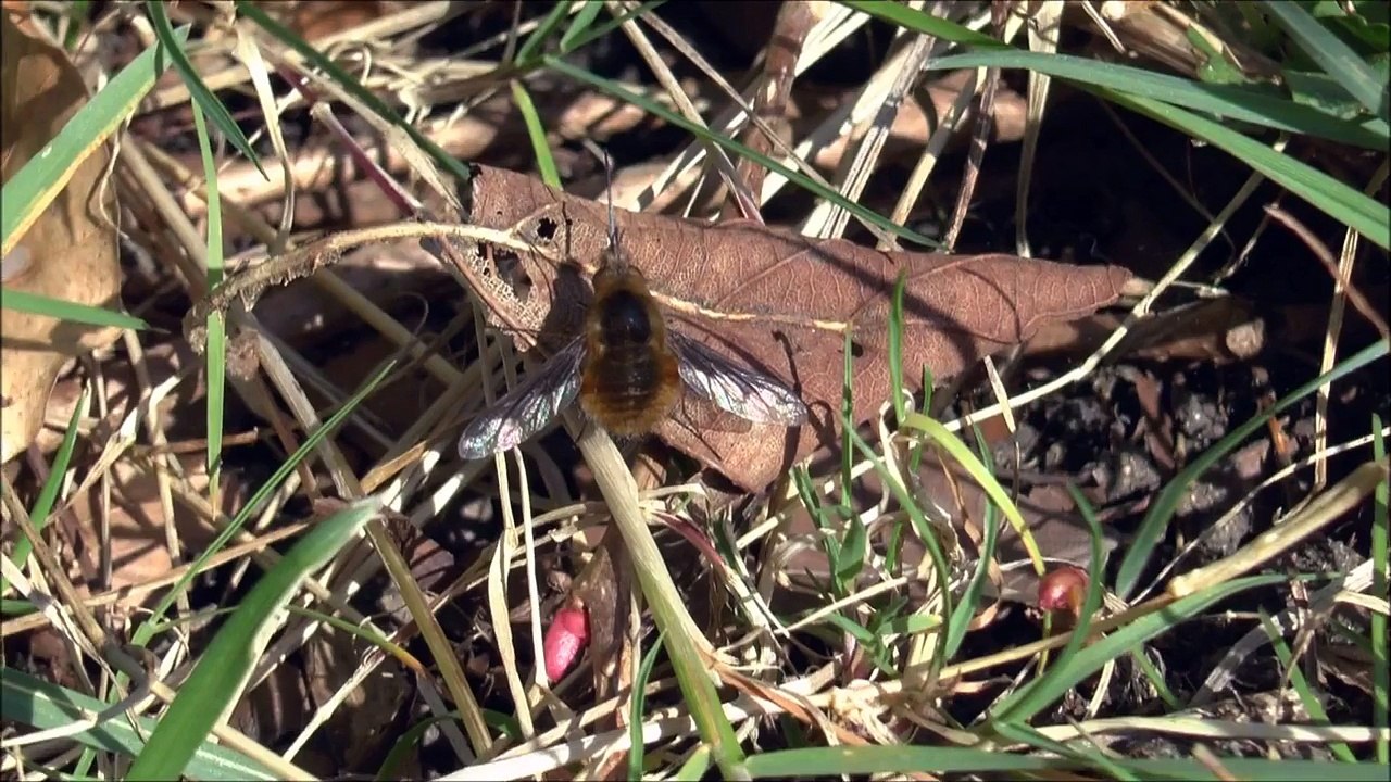 Greater Bee fly Bombylius major