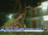 Trees fall onto Tempe apartment complex