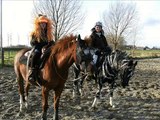 freestyle reining arabian horses dressage pas de deux 2012 hcs