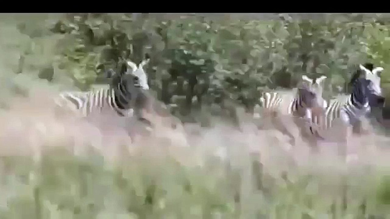 NEW 2015-Angry Zebra Attack Lion-Wild Animals Attack-Video HD