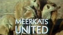 Meerkats United - Part 1